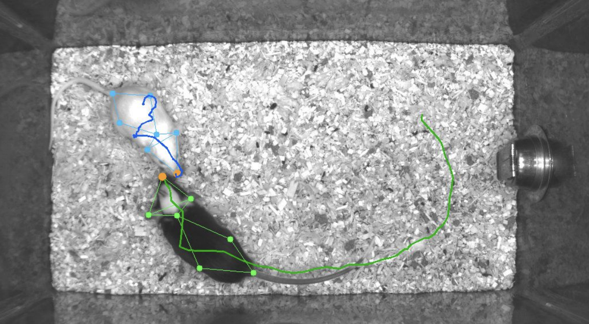 MABe - Social Action Recognition in Mice